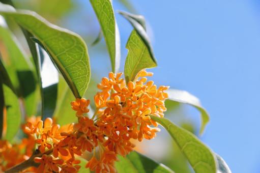キンモクセイ 秋の花 キンモクセイ 秋の花 キンモクセイ,金木犀,花の写真素材