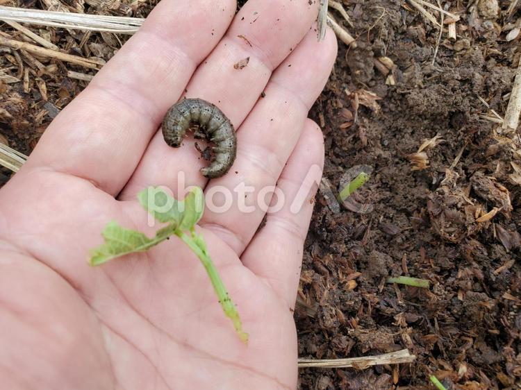 ネキリムシと切られた芽 ネキリムシ,食害,被害の写真素材