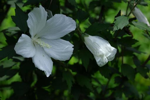 夏の茶室を彩る 夏の茶室を彩る 木槿,花,アオイ科の植物の写真素材