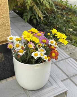 菊の花 菊,花,秋の写真素材