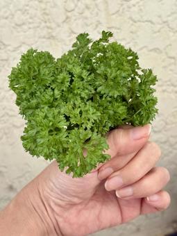 パセリ パセリ,野菜,薬味の写真素材