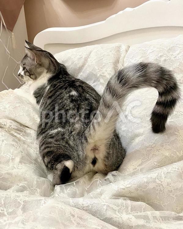 おしりを見せてくるサバ白猫さま 猫,可愛い,サバシロの写真素材