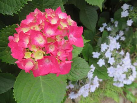 赤のアジサイ 赤のアジサイ アジサイ,紫陽花,梅雨の写真素材
