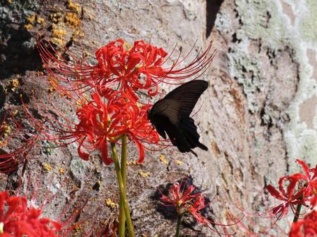 彼岸花に舞う黒アゲハ 彼岸花に舞う黒アゲハ 彼岸花,花,アゲハチョウの写真素材