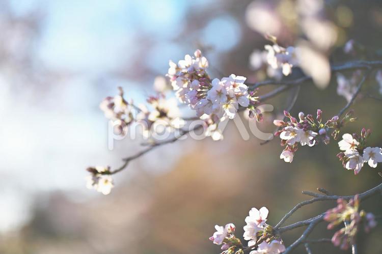 桜 桜,サクラ,さくらの写真素材