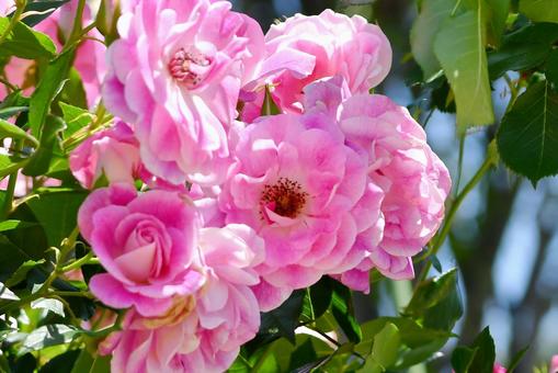 薔薇 ピンクアイスバーグ 薔薇 ピンクアイスバーグ 薔薇,ピンクアイスバーグ,花の写真素材