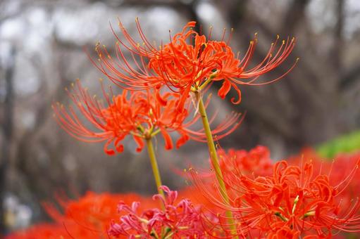ヒガンバナ(彼岸花) ヒガンバナ(彼岸花) ヒガンバナ,秋,9月の写真素材