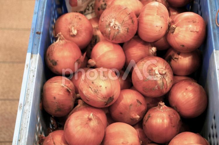 農家さんの大切- 玉ねぎ,収穫,農家の写真素材