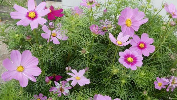 秋の花 コスモスの花 秋の花 コスモスの花 花,コスモス,秋の写真素材