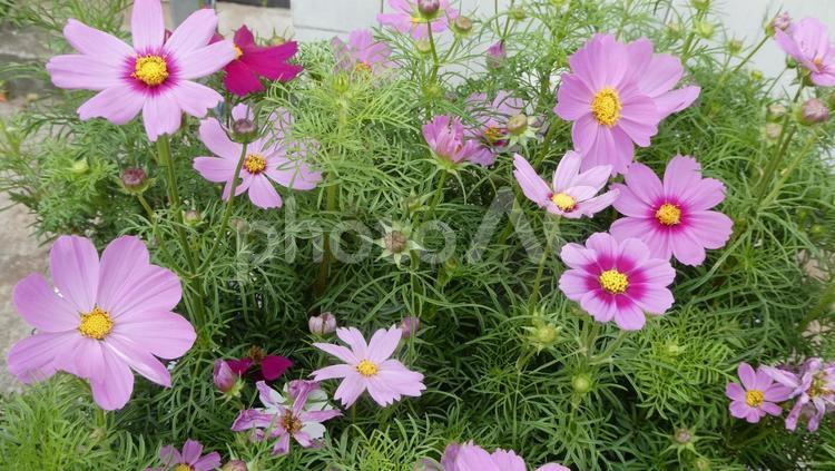 秋の花　コスモスの花 花,コスモス,秋の写真素材