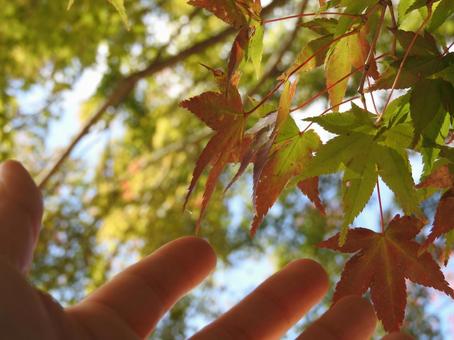 紅葉 紅葉の写真