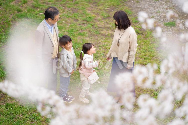 桜の花越しの兄妹と祖父母 男の子,女の子,兄妹の写真素材