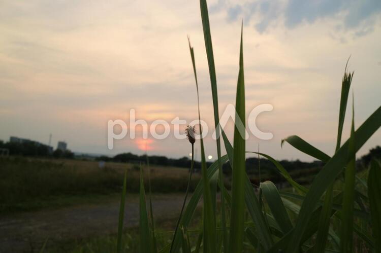 夕焼けの河川敷 フィールド,何人もありません,夏の写真素材