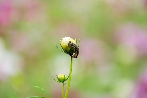 蕾にとまる虫とコスモスの蕾 蕾にとまる虫とコスモスの蕾の写真