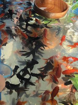 金魚すくいのたくさんの金魚 金魚,赤,黒の写真素材