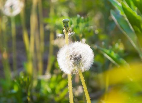 Dandelion fluff, JPG