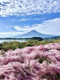 秋空とミューレンベルギアと富士山 秋空とミューレンベルギアと富士山 富士山,ミューレンベルギア,河口湖の写真素材