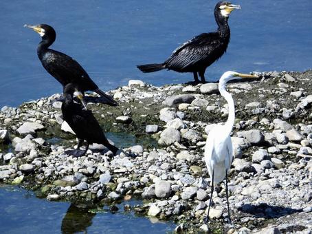 川辺に立つカワウとダイサギ 川辺に立つカワウとダイサギの写真