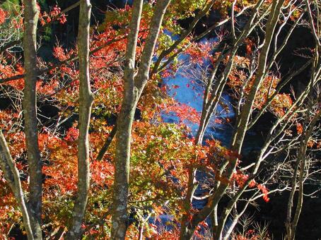 紅葉と樹々と滝 紅葉と樹々と滝の写真
