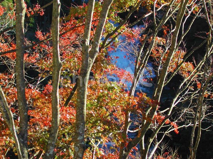 紅葉と樹々と滝 紅葉,自然,茶色の写真素材