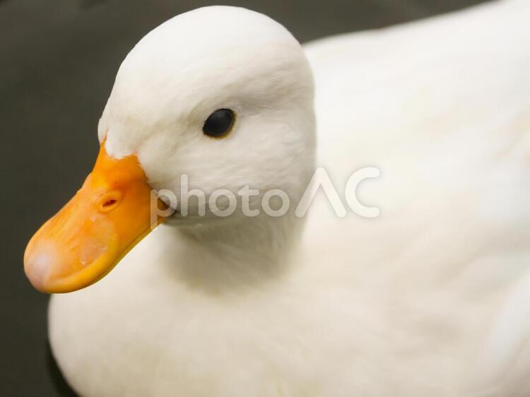 かわいいアヒルさん 水鳥,あひる,口ばしの写真素材