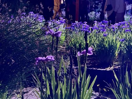 夜の堀切菖蒲園 ライトアップされる花菖蒲 夜の堀切菖蒲園 ライトアップされる花菖蒲 堀切菖蒲園,5月,菖蒲の写真素材