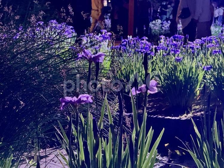 夜の堀切菖蒲園　ライトアップされる花菖蒲 堀切菖蒲園,5月,菖蒲の写真素材