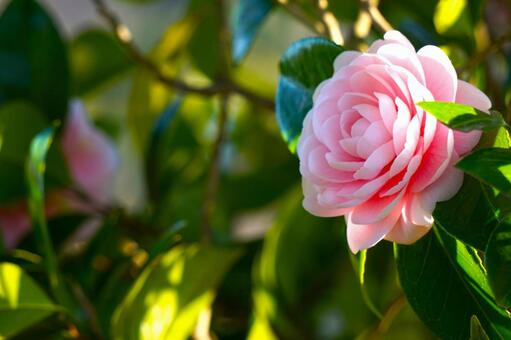 八分咲きの乙女椿の花4　花素材　風景 乙女椿,椿,花の写真素材