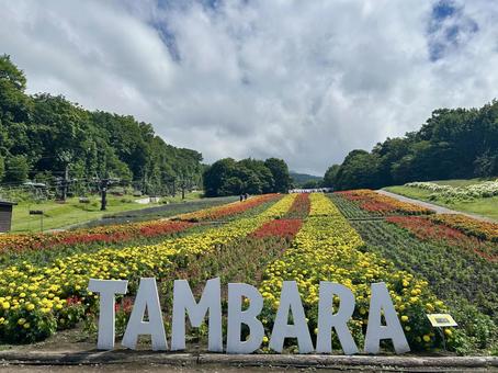 たんばらラベンダーパーク 彩の丘 たんばらラベンダーパーク 彩の丘 たんばら,ラベンダー,風景の写真素材