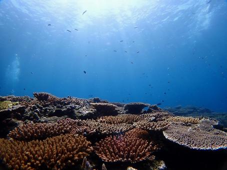 沖縄の青い海　ダイビング ダイビング,スキューバダイビング,海の写真素材