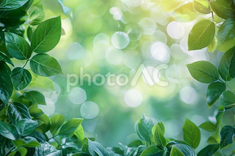 透き通る新緑と優しい玉ボケ背景 新緑,玉ボケ,葉の写真素材