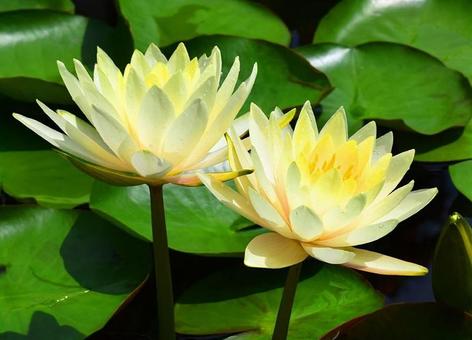 熱帯睡蓮、黄色い熱帯スイレン、すいれんの写真