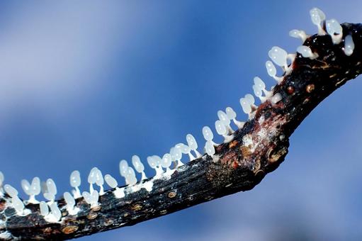 未熟なジクホコリ ジクホコリ,子実体,粘菌の写真素材