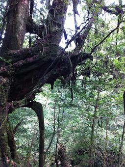 屋久島の森の中08　古木の写真