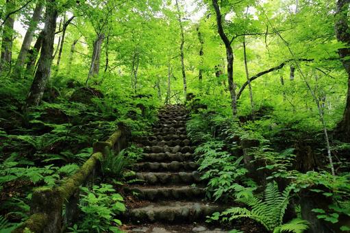 森の中にある階段 森の中にある階段 自然,風景,緑の写真素材