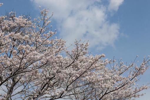 桜 桜の写真