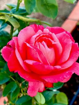 薔薇 バラ園,バラ,花の写真素材