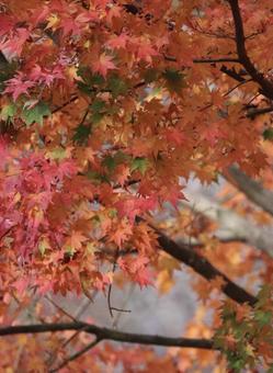 紅葉 紅葉の写真