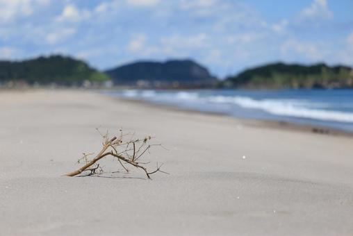 砂浜と枯れ木 砂浜と枯れ木 枯れ木,流木,木の写真素材