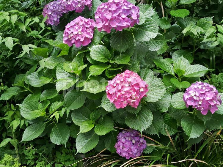 赤紫色のアジサイ（紫陽花） アジサイ,紫陽花,あじさいの写真素材