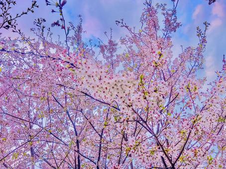 桜 桜 桜,さくら,サクラの写真素材