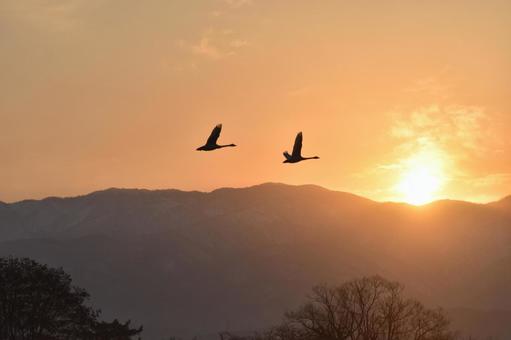 朝日と白鳥 朝日と白鳥の写真