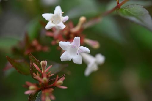 白くて小さいアベリアの花を接写 白くて小さいアベリアの花を接写の写真