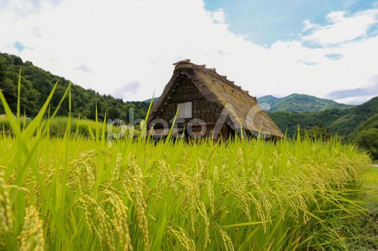 稲穂が実る白川郷 世界遺産,白川郷,稲の写真素材