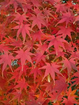 モミジ モミジ,紅葉,赤の写真素材