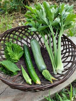 夏野菜の収獲 夏野菜の収獲 夏野菜,野菜,家庭菜園の写真素材