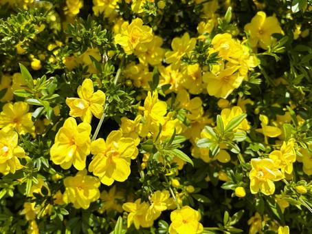 花の素材 花の素材の写真