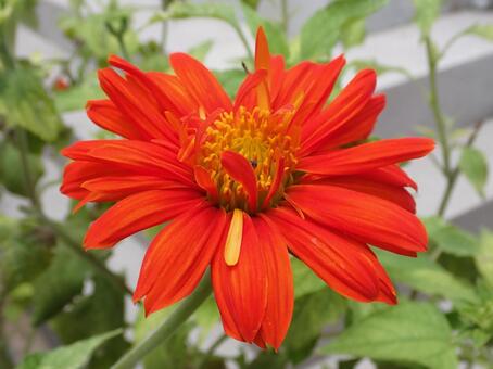 チトニアの花　別名メキシコヒマワリ チトニア,メキシコヒマワリ,オレンジの写真素材
