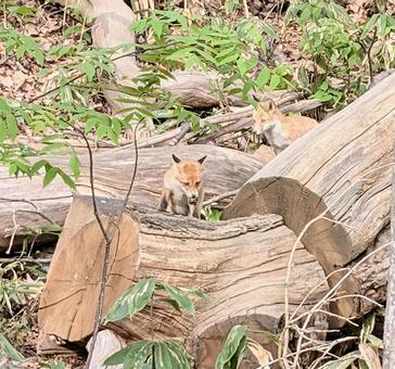 Photo, fox, animal, parenting, 