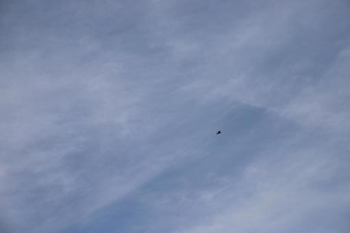 鳥と空No.4 鳥と空No.4 空,自然,風景の写真素材